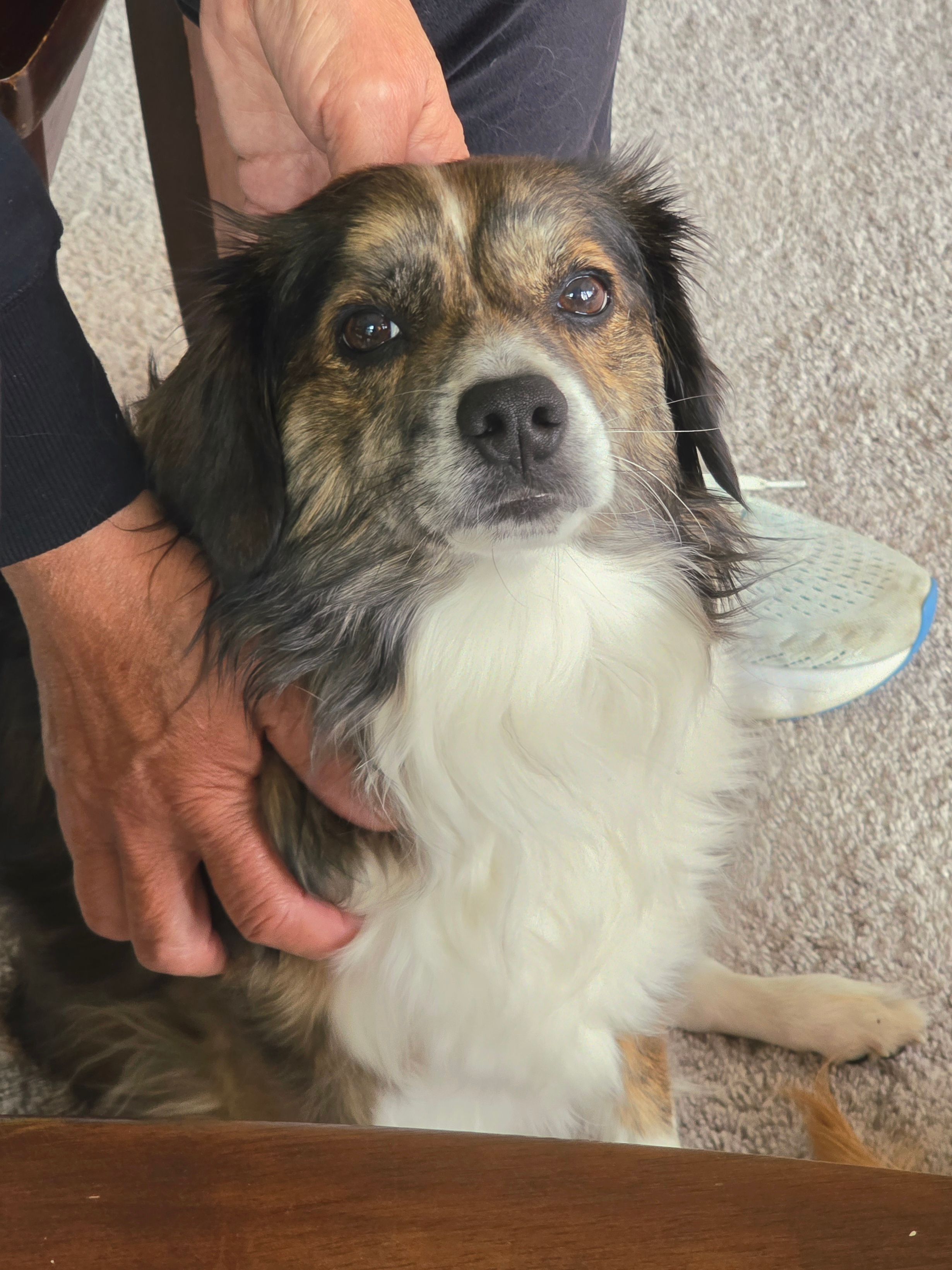 Vinny's family reached out to us for his reactions to strangers on the property and in the home. We are working on a solid management plan, muzzle training, and some fun games to boost engagement with his people!