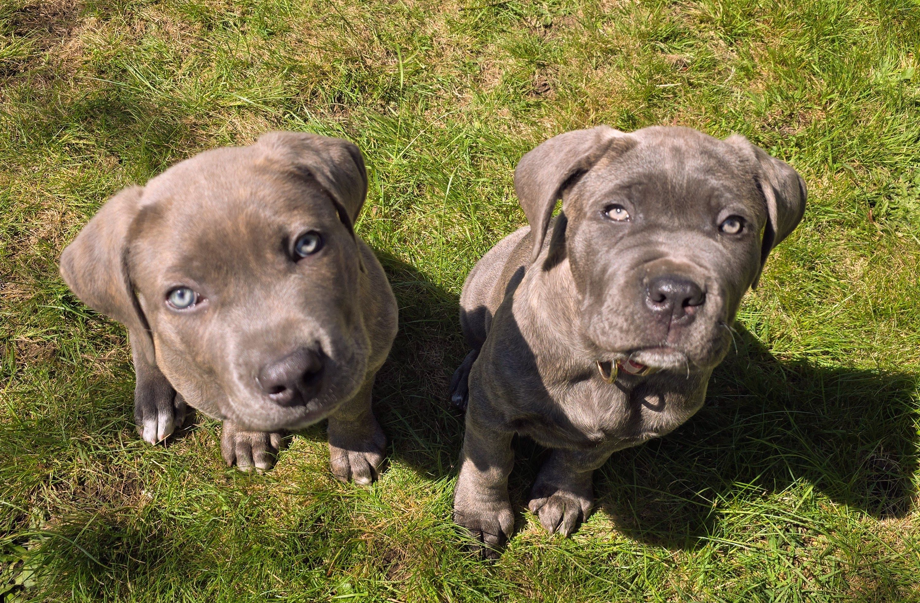 These two cute babies are littermate Cane Corso puppies, Athena and Apollo. Their dad reached out to help get them started on the right foot with socialization and early training. We worked on exposure to sounds, handling, puppy play with others their age, and positive time apart from each other.