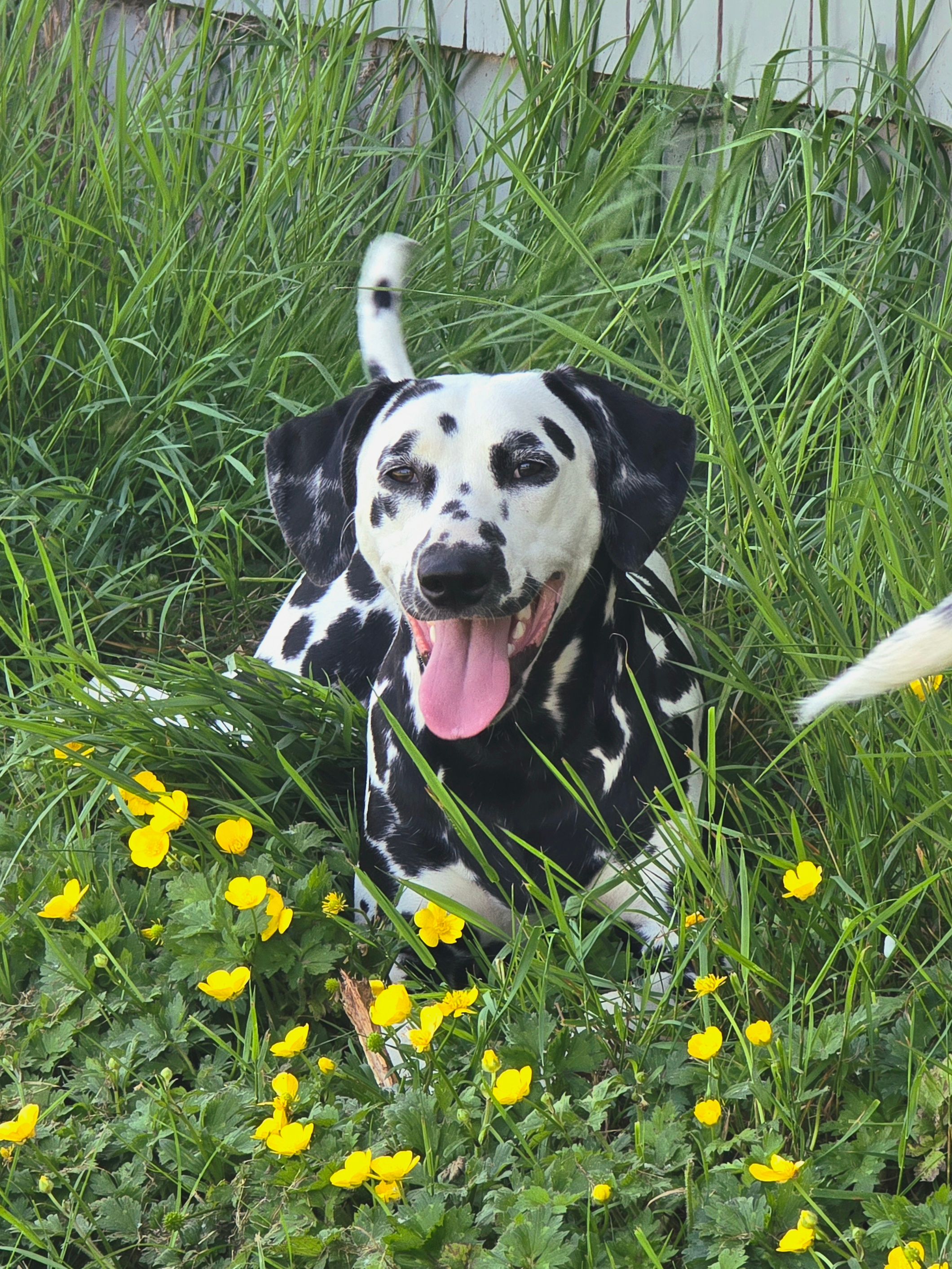 This is Fifi. Her mom requested help with recall and jumping up on guests. With three dogs in the household, her mom was a bit overwhelmed. We have come so far since the early days! All three dogs have made huge strides in their recall, and are beginning to understand that four-on-the-floor is what we want.
